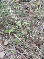 Bouteloua rigidiseta