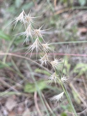 Bouteloua rigidiseta