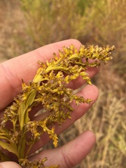 Solidago petiolaris