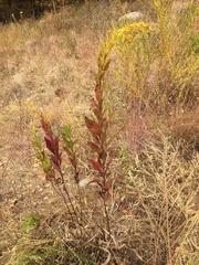 Solidago petiolaris