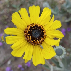 Encelia canescens