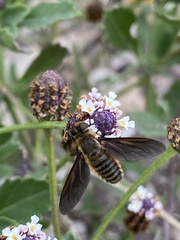 Poecilanthrax lucifer