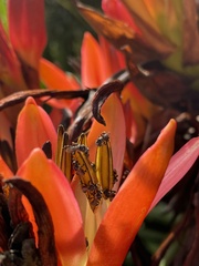 Tetragonula carbonaria