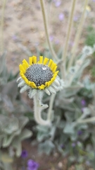 Encelia canescens