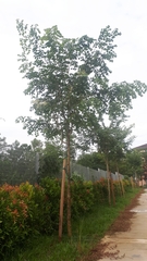 Dalbergia latifolia