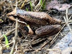Litoria ewingii