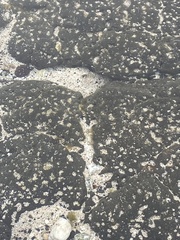 Acanthurus triostegus