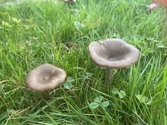 Pseudoclitocybe cyathiformis