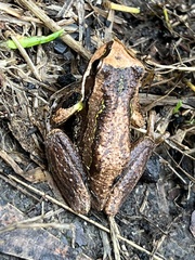Litoria ewingii