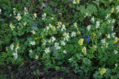 Corydalis bracteata