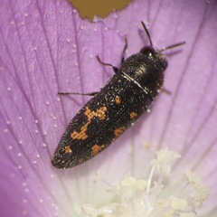 Acmaeodera setosa