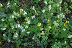 Corydalis bracteata