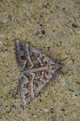 Dichromodes poecilotis