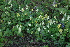 Corydalis bracteata