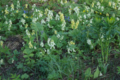 Corydalis bracteata