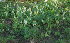 Corydalis bracteata