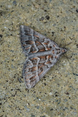 Dichromodes poecilotis