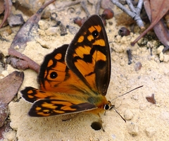 Heteronympha penelope