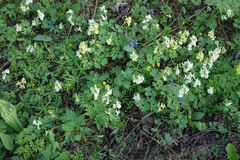 Corydalis bracteata