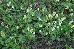 Corydalis bracteata