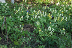 Corydalis bracteata