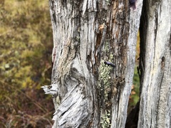 Cladonia ochrochlora