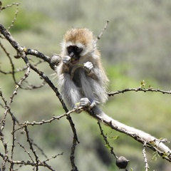 Chlorocebus pygerythrus