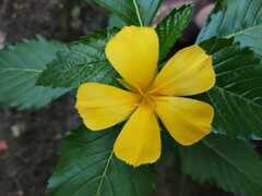 Turnera ulmifolia