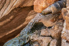 Passer diffusus stygiceps