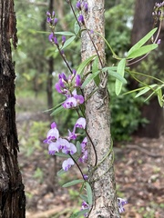 Glycine clandestina