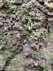 Asplenium flaccidum