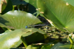 Coryphaeschna adnexa