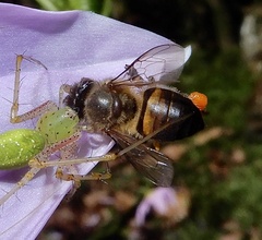 Apis cerana indica
