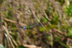 Coryphaeschna adnexa