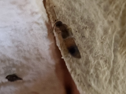 Phanerota fasciata photo 3