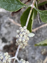 Buddleja racemosa