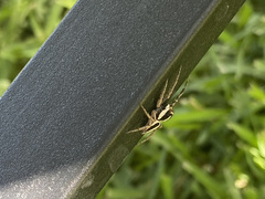 Leptofreya ambigua