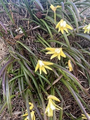 Dendrobium striolatum