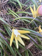 Dendrobium striolatum