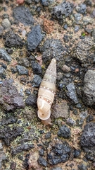 Papillifera papillaris