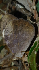 Heteronympha mirifica