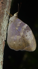 Heteronympha mirifica