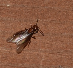 Lasius interjectus