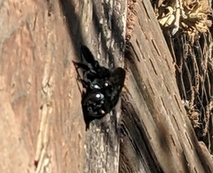 Xylocopa californica