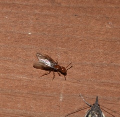 Lasius interjectus