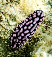 Phyllidiella