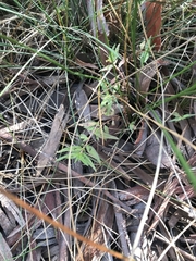 Persicaria prostrata