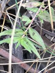 Persicaria prostrata