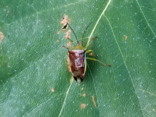 Birch Shield Bug photo 6