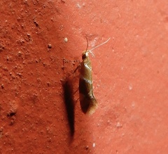 Promalactis